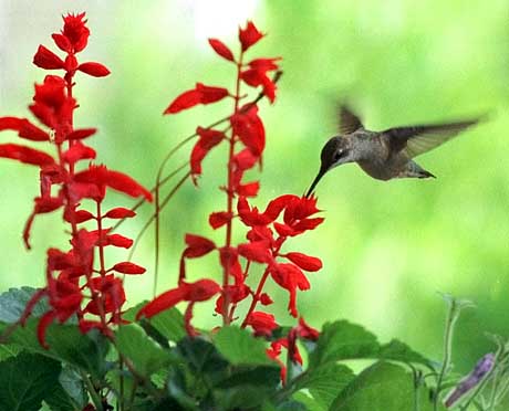 Kolibri: Kaum drei Gramm schwer aber ein gutes Gedchtnis 
